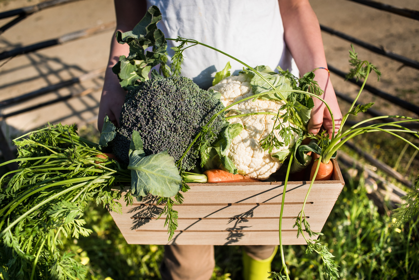 Kid Holding a Wooden Crate with Various Garden Vegetables