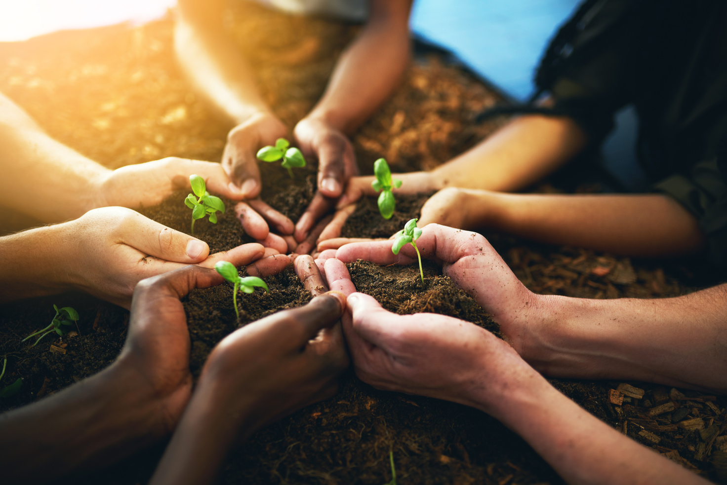 Peoples Hands Holding Seedlings in Soil